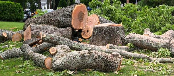 How Our Tree Care Process Works  in  Stillman Valley, IL