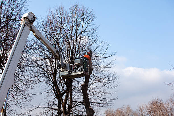 Seasonal Cleanup (Spring/Fall) in Stillman Valley, IL